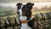 Dog Collars UK: The Ultimate Guide to Heritage Style and Quality in 2026