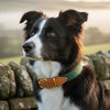 Dog Collars UK: The Ultimate Guide to Heritage Style and Quality in 2026