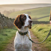Handmade Dog Accessories UK: The 2026 Guide to Heritage Style & Quality