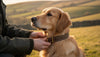 Custom Dog Collars: The Ultimate Guide to Personalised Heritage Style (2026)