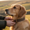 Custom Dog Collars: The Ultimate Guide to Personalised Heritage Style (2026)
