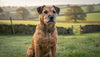 Collars and Co: Why British-Made Dog Collars Are the Ultimate Luxury for Your Hound