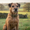 Collars and Co: Why British-Made Dog Collars Are the Ultimate Luxury for Your Hound