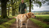 Handmade Dog Collars UK: The Ultimate Guide to British Craftsmanship for Your Hound