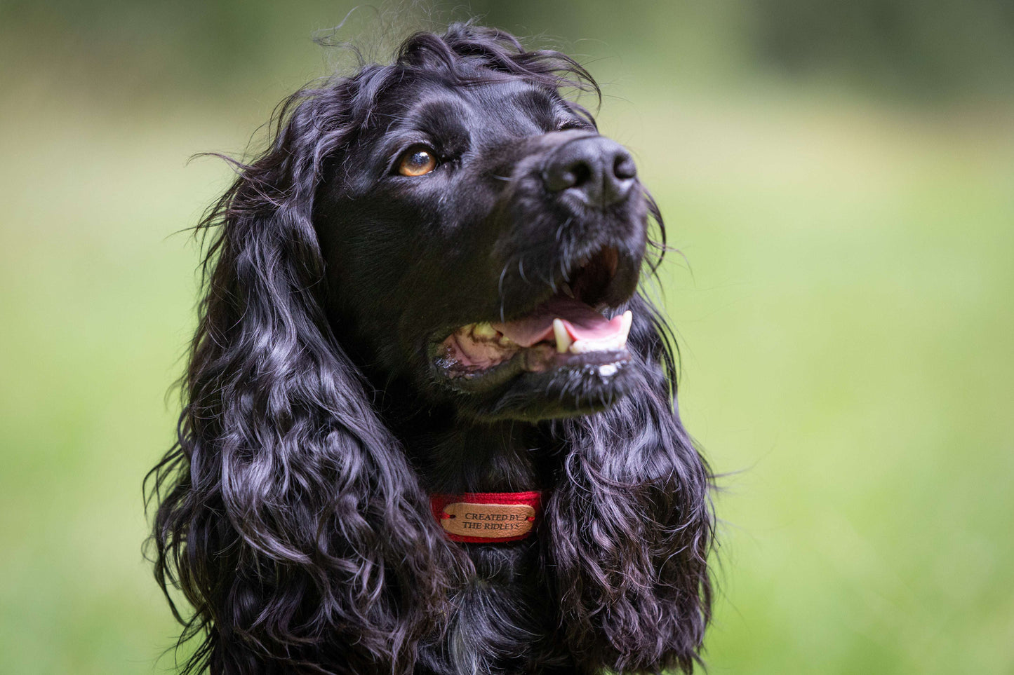 A close-up of a black dog wearing a Handmade Red Tweed Dog Collar with Contoured Buckle by The Ridleys. The collar showcases its vibrant red colour against the dog's shiny fur, perfect for pet owners seeking stylish and durable accessories. Available in five sizes, this collar is a blend of elegance and functionality.