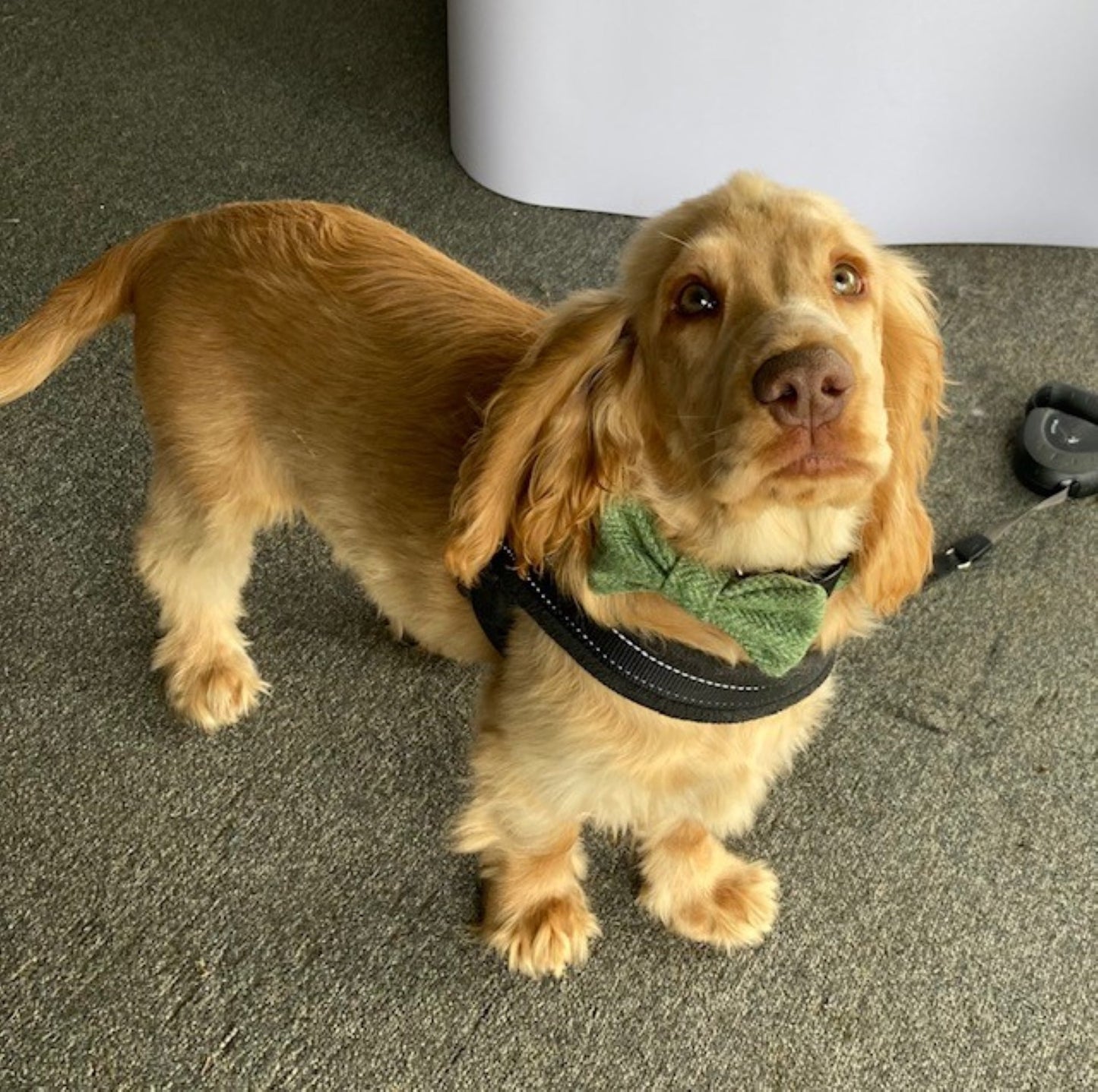 A golden cocker spaniel wearing a Handmade Green Herringbone Tweed Bow Tie and harness, exemplifying fashionable dog accessories by Created By The Ridleys.