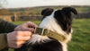 Canine Collars: The Ultimate Guide to British Heritage & Craftsmanship