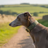 Martingale Collar Guide 2026: Safety, Style, and Heritage for Your Hound