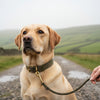 Handmade Tweed Dog Collar and Lead Set: The Ultimate Guide to British Heritage Style