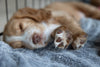 puppy cocker spaniel laid asleep in her crate