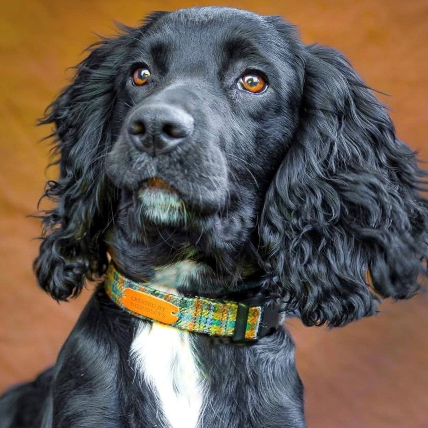 Stylish dog wearing contemporary tweed collars, showcasing the elegant design and vibrant colours of our exclusive collection of contemporary tweed collars for dogs.