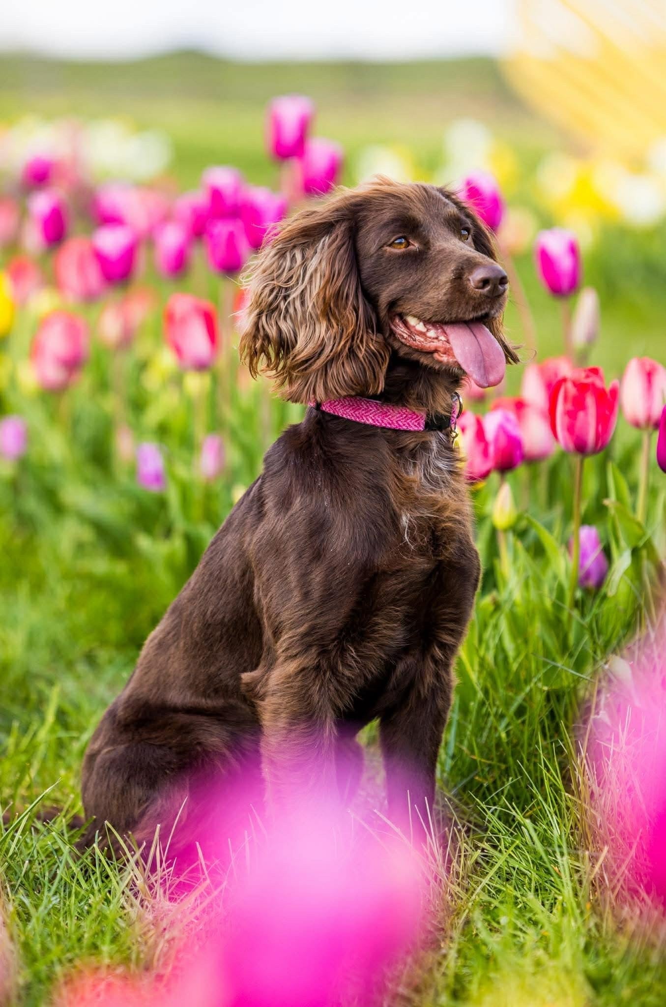Full Dog Walking Sets