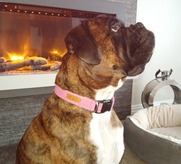 Kendra loves her new tweed collar!