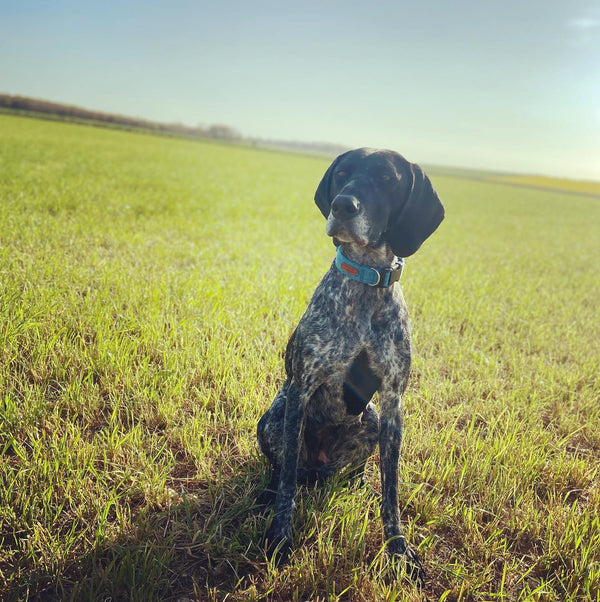 Charlie looks so smart in his new lead