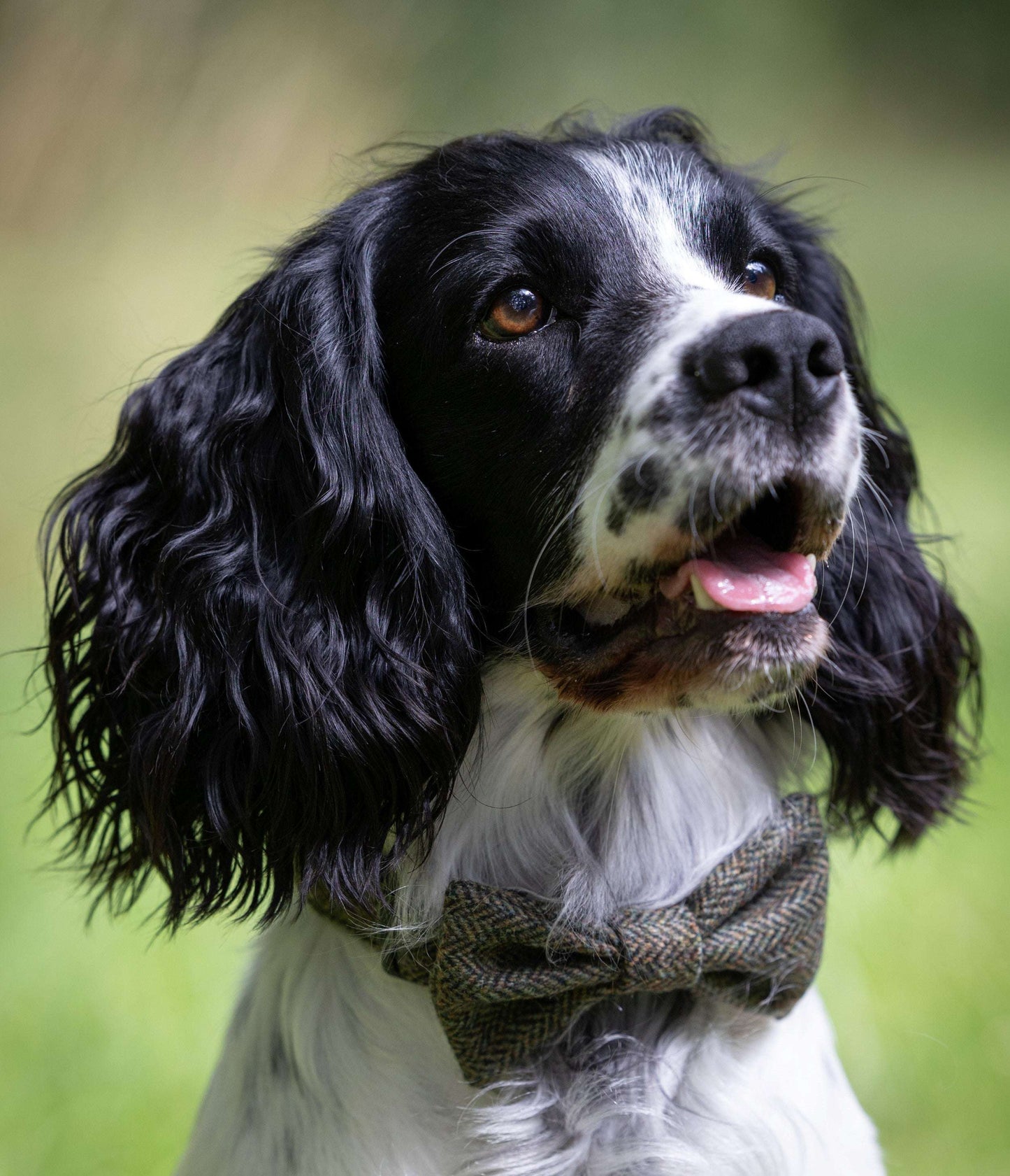 Happy dog wearing a matching tweed bow tie from Created By The Ridleys, showcasing the Handmade Moss Herringbone Tweed Dog Collar with Contoured Buckle.