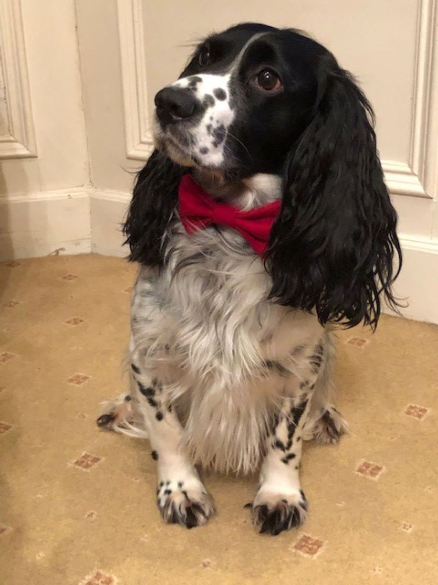 A dog sitting elegantly, wearing a red bow tie and the handmade red tweed collar by The Ridleys.