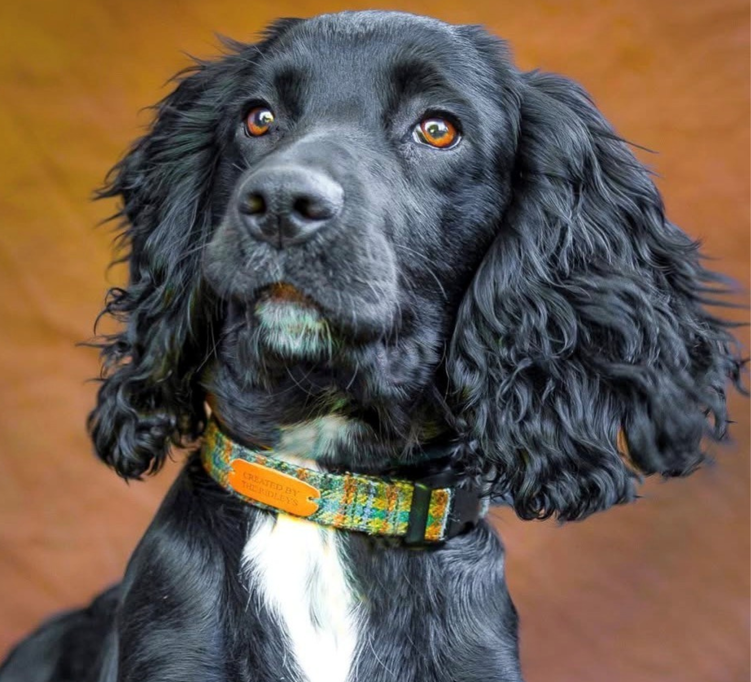 black cocker spaniel wearing traditional check tweed collar created by the ridleys