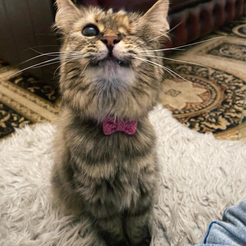 A fluffy tabby cat wearing a pink bow tie, sitting on a white shag rug in an indoor setting with a patterned rug and dark leather furniture in the background.