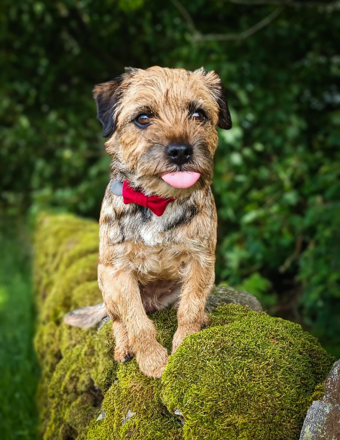 Daisy the dog wearing a bright red bow tie.  she is sticking her tongue out