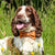 Dog wearing a Created By The Ridleys orange bow tie sitting in a grassy field with flowers