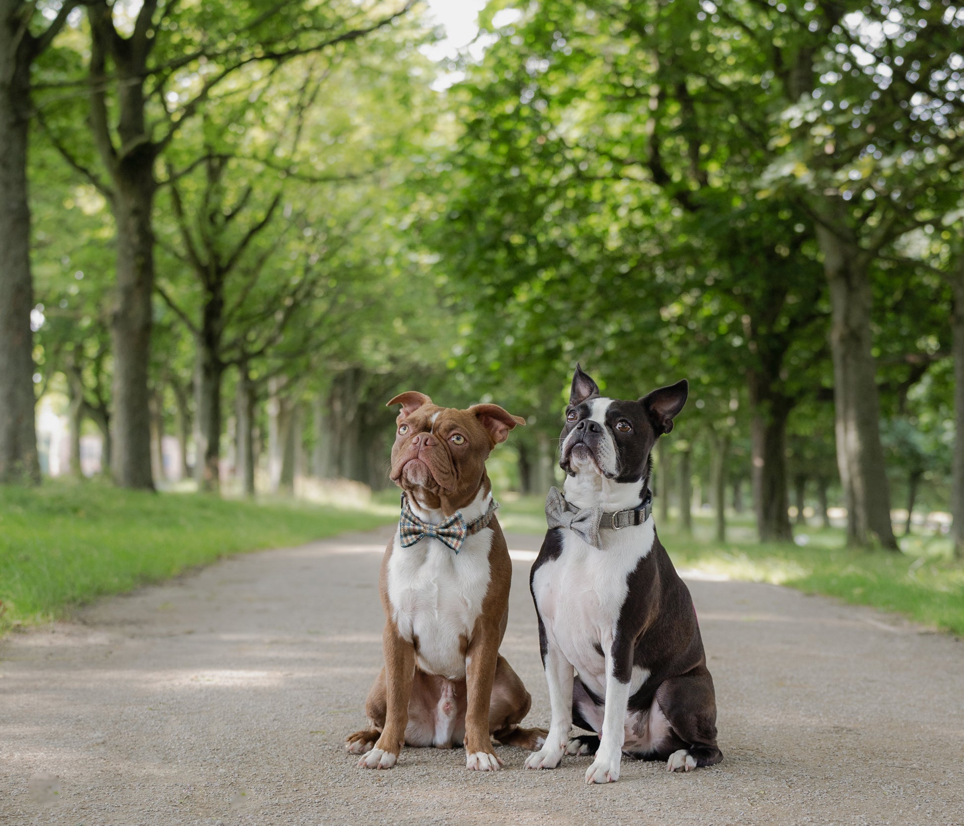 frankie and vinnie in the woods wearing bow ties