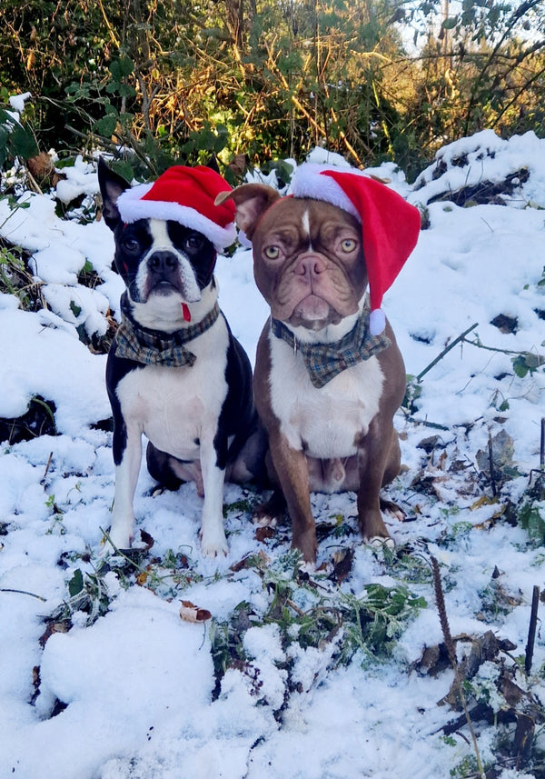 Frankie and Vinnie never leave the house without their Created By The Ridleys collars and bow ties