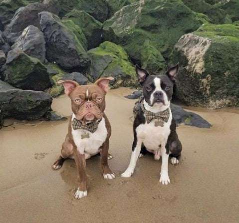 Two dogs wearing handmade herringbone tweed dog collars with contoured buckles by Created By The Ridleys, enjoying a beach setting.