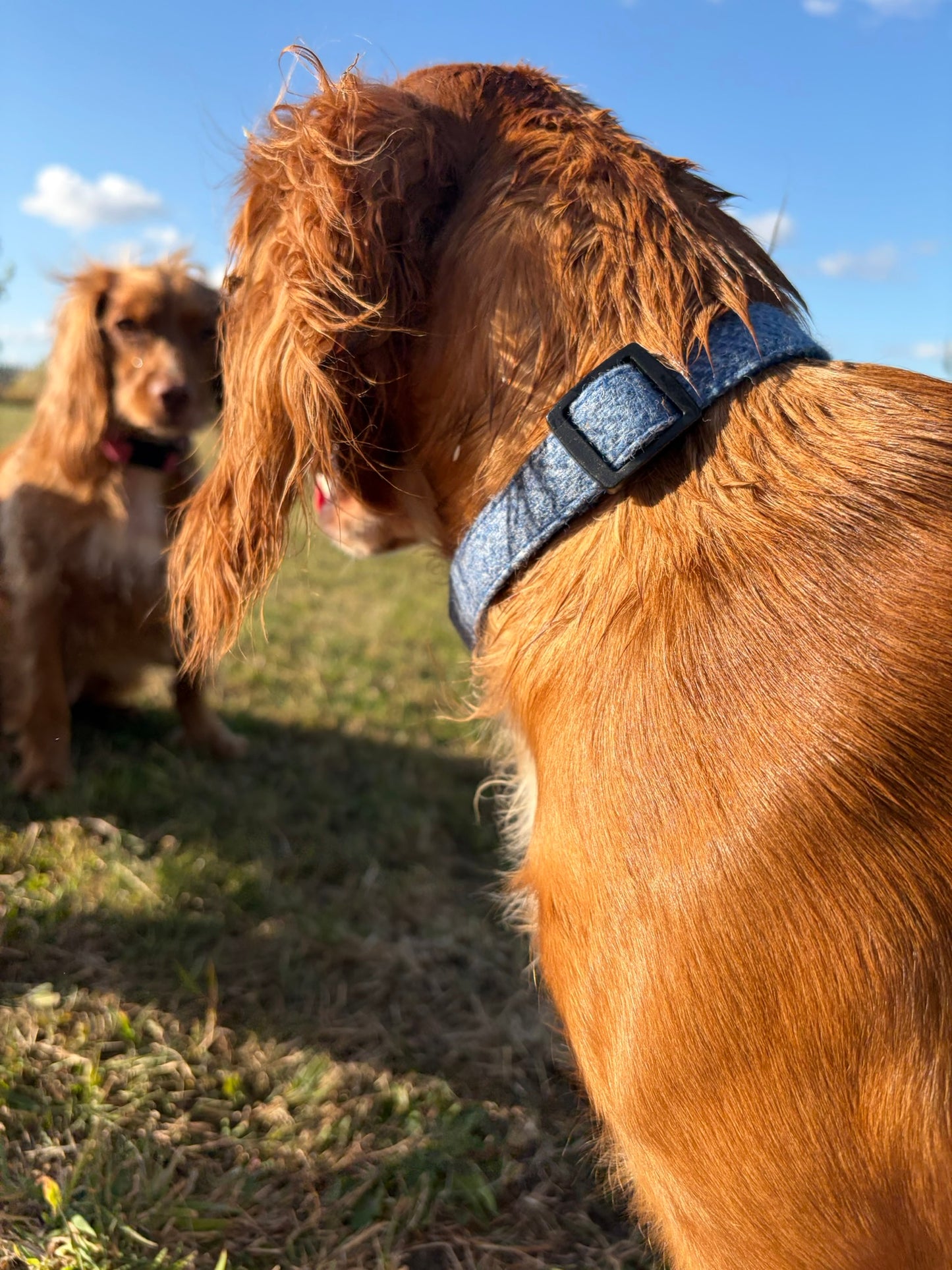 Durable Blue Tweed Dog Collar - Handmade Herringbone Design with Contoured Buckle, Multiple Sizes