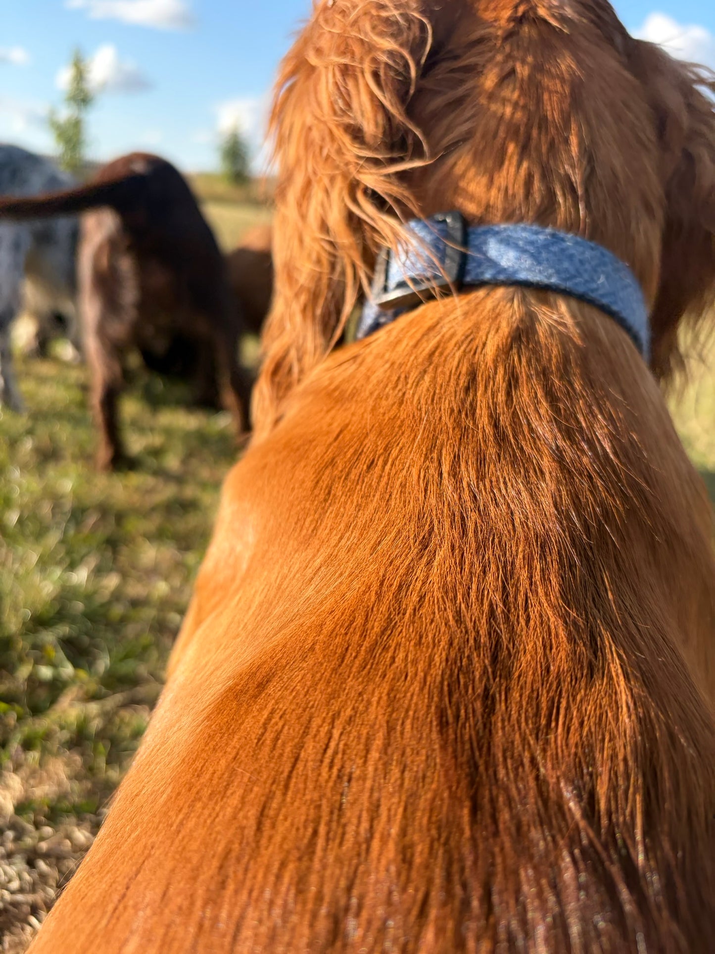 Durable Blue Tweed Dog Collar - Handmade Herringbone Design with Contoured Buckle, Multiple Sizes