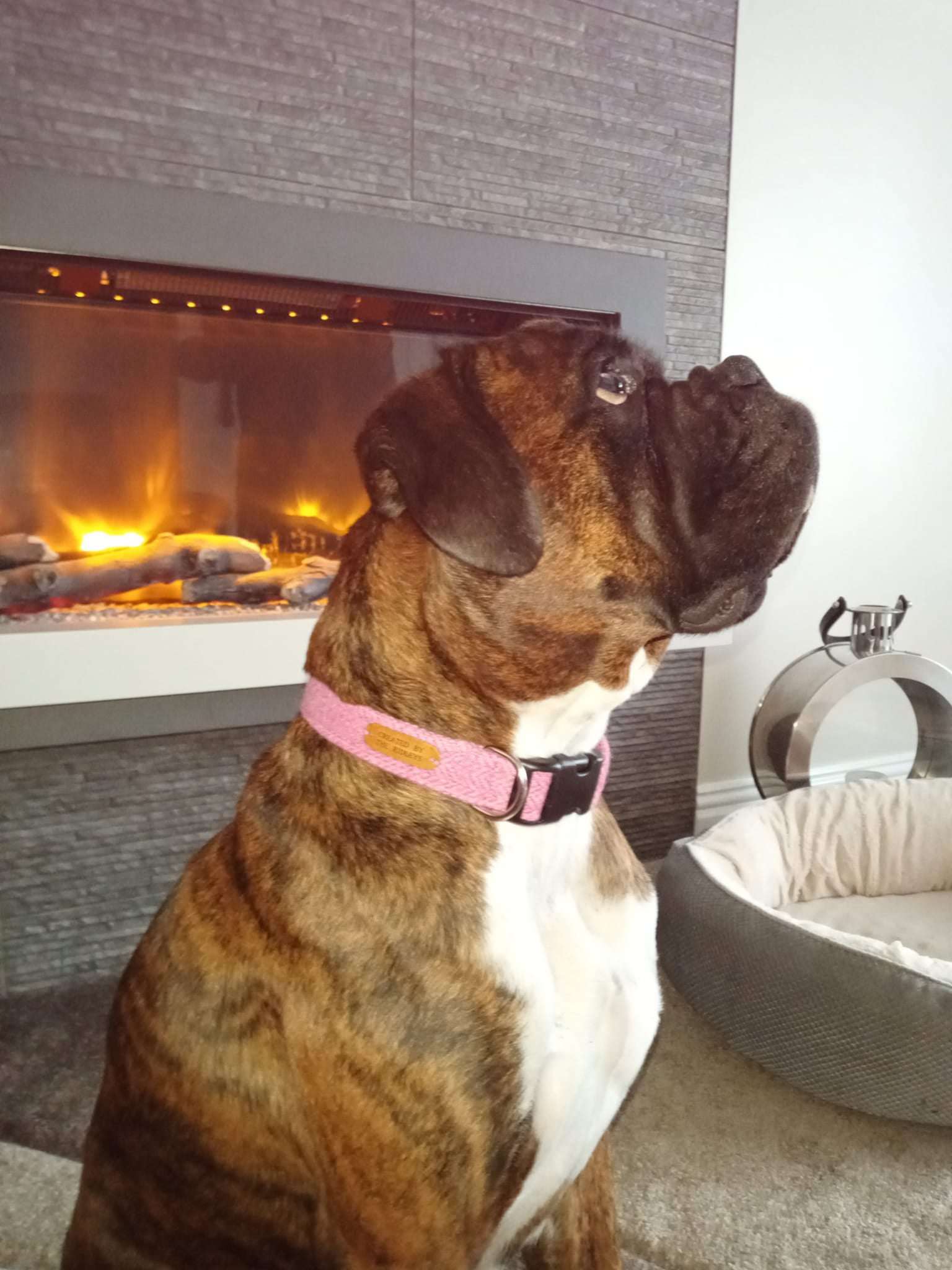 A dog wearing a Handmade Lilac Tweed Dog Collar by Created By The Ridleys, displaying the collar's beautiful craftsmanship and style in a cozy home setting.