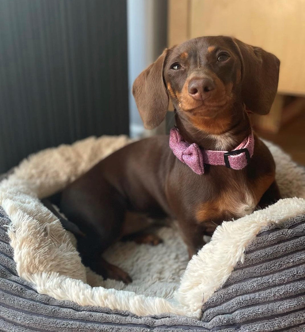 A happy dog wearing the Handmade Lilac Tweed Dog Collar with Contoured Buckle by Created By The Ridleys, showcasing comfort and style.