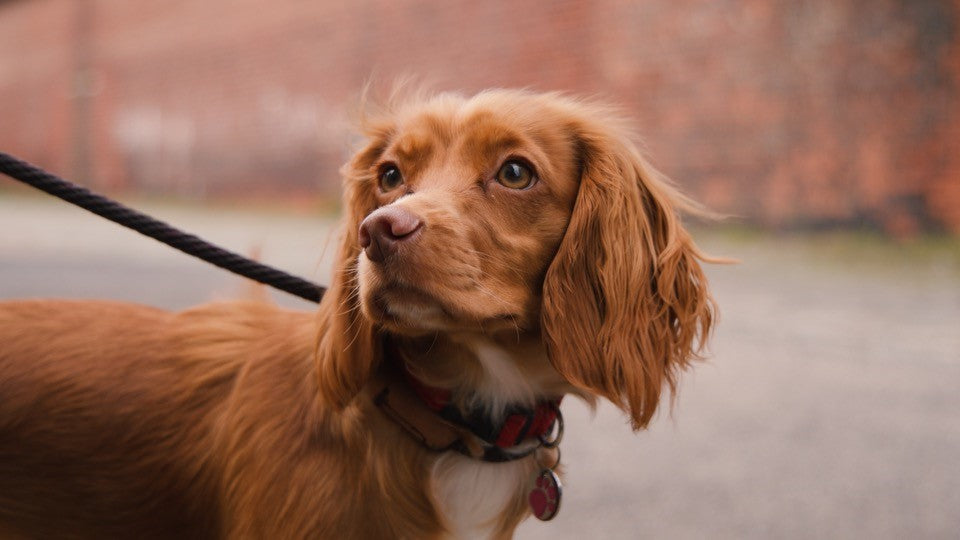 A beautiful red-haired dog wearing a stylish and durable Handmade Red Tweed Dog Bow Tie from Created By The Ridleys, showcasing a fashionable pet accessory for dogs.