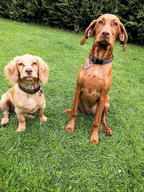 Perfect gift for our spaniel
