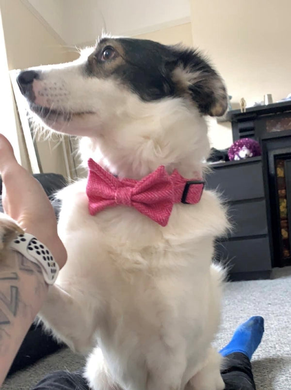 Lady looks so pretty in her matching collar and bow