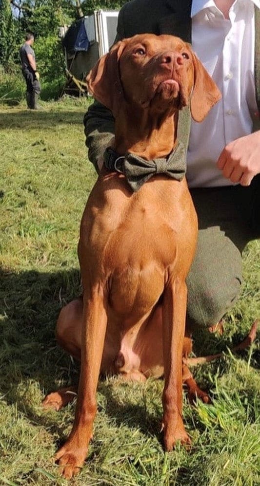 A beautiful dog wearing a Handmade Moss Herringbone Tweed Dog Collar with Contoured Buckle by Created By The Ridleys, showcasing its elegant design and comfort during an outdoor setting.
