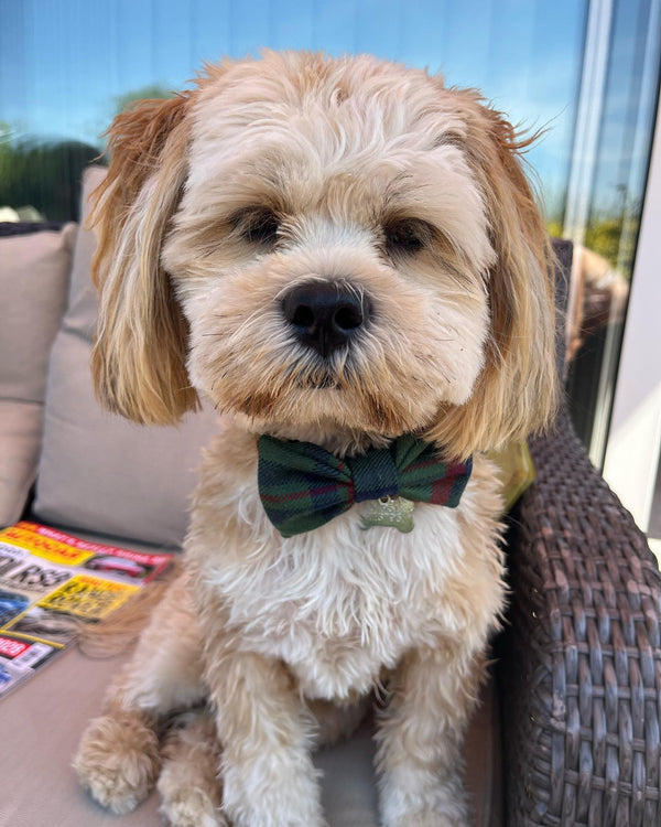 Boris looks dapper in his bespoke bow tie