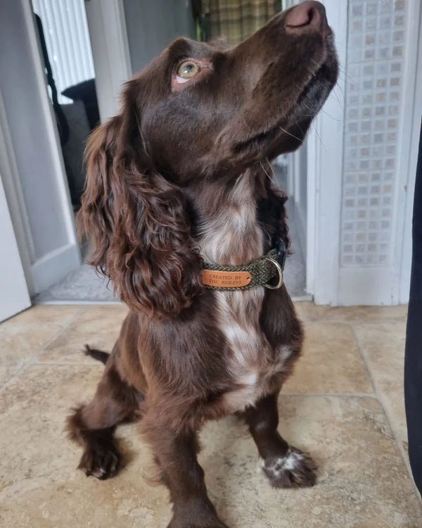 Bramble's collar not only looks good but is extremely practical