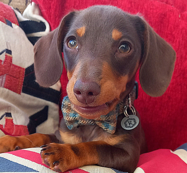 Otto looks so cute - love the quality