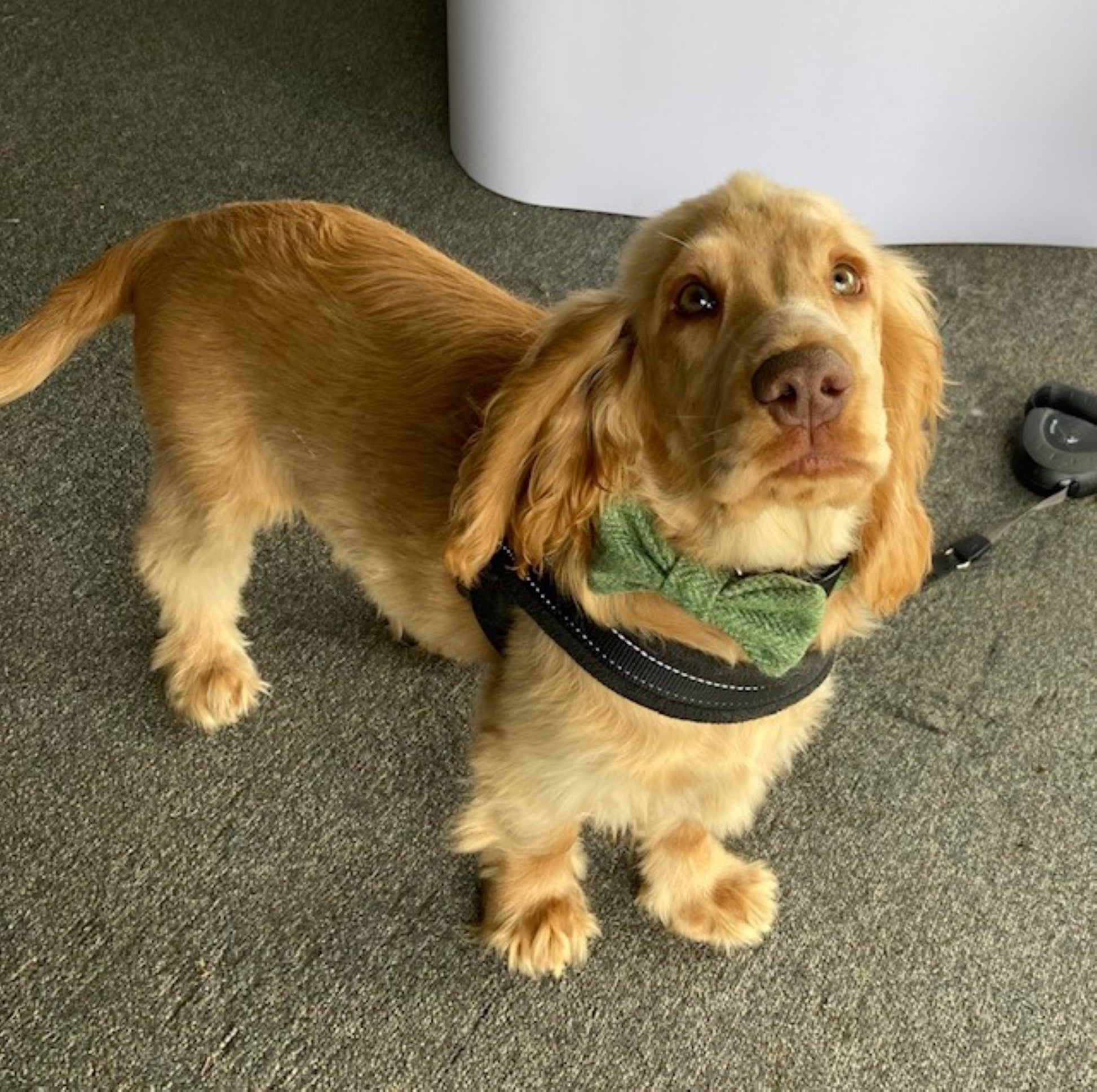 A golden cocker spaniel wearing a Handmade Green Herringbone Tweed Bow Tie and harness, exemplifying fashionable dog accessories by Created By The Ridleys.