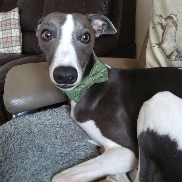 A stylish greyhound wearing a Handmade Green Herringbone Tweed Bow Tie, showcasing elevated pet fashion by Created By The Ridleys.