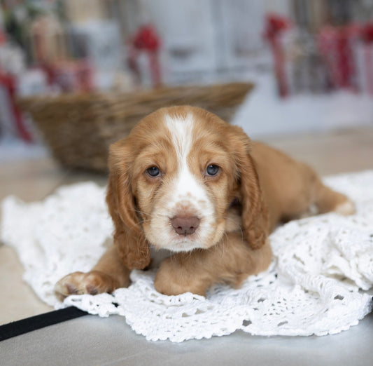 Puppy Starter Pack