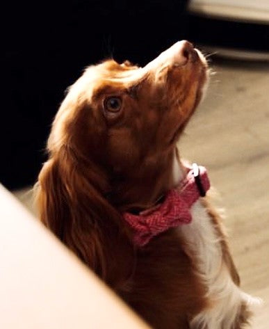 A beautiful dog wearing a Handmade Pink Herringbone Tweed Dog Collar with Strong Buckle by The Ridleys, gazing up with a curious expression.