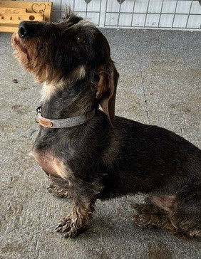 dachshund wearing a tweed stone coloured dog collar created by the ridleys