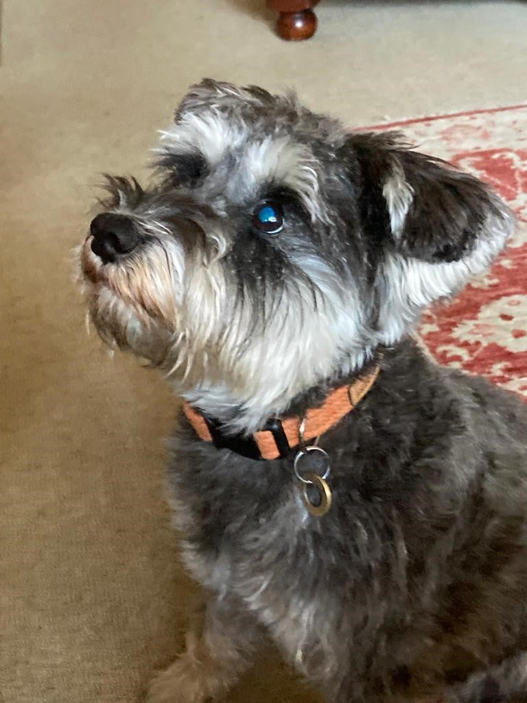 A dog wearing a Handmade Orange Tweed Dog Collar with Contoured Buckle by Created By The Ridleys, demonstrating comfort and style, perfect for pups of all sizes.