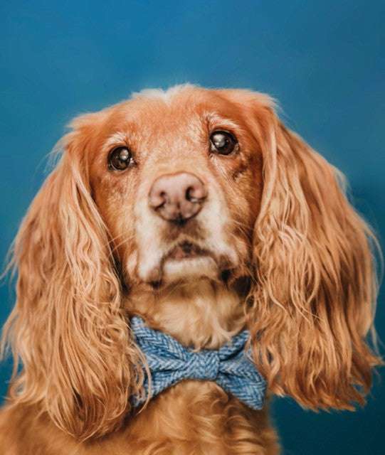 A golden-haired dog wearing a Handmade Blue Herringbone Tweed Bow Tie, designed by Created By The Ridleys, displaying elegance and charm in pet fashion.