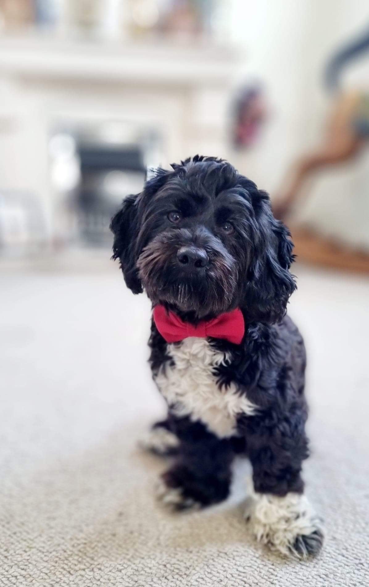 A stylish dog wearing a red bow tie, showcasing the handmade red tweed collar by The Ridleys.