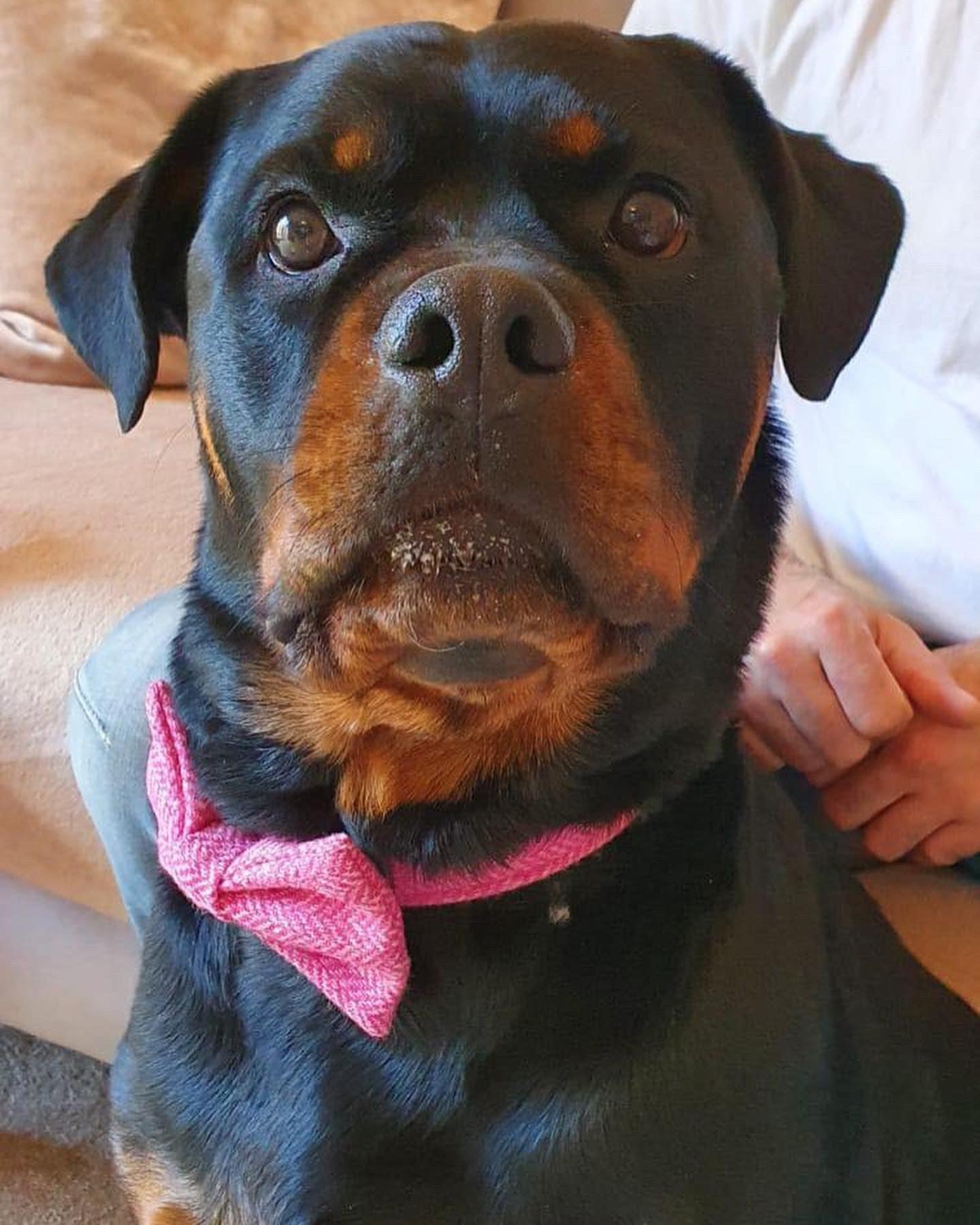 A Rottweiler proudly wearing a Handmade Pink Herringbone Tweed Dog Collar with Strong Buckle and a matching bow tie by The Ridleys, sitting comfortably at home.